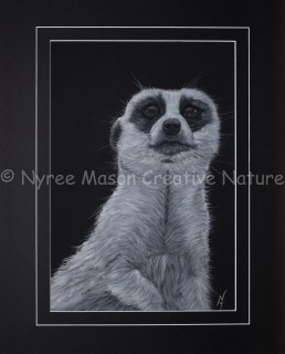 "Mr. Charming" the Meerkat: Pastel on A3 paper. 1st Prize, Pastels, Queanbeyan City Council Exhibition, QAS, 2015. (Not For Sale). Cards and posters available.
