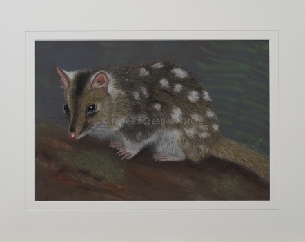"Dot" the Eastern Quoll: Pastel on A3 paper, Framed; 54cm x 44cm (SOLD). 1st Prize, Animal Portraiture, “Drawings, Portraits and Miniatures” Exhibition, QAS, 2017. Cards & limited edition Giclée Prints available.