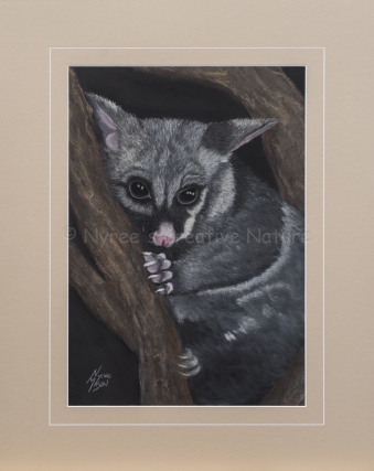 "Twinkle-Toes" the Brushtail Possum: Pastel on A3 Paper. (SOLD). 1st Prize, Pastels, Queanbeyan Leagues Club Exhibition, QAS, 2016. Cards & limited edition Giclée Prints available.