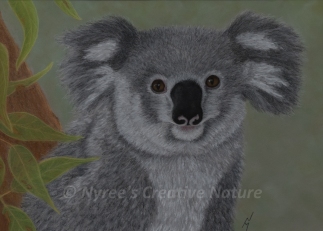 "Cass" the Koala: Pastel on A3 Paper; Framed; 53cm x 43.5cm ($350). Cards & limited edition Giclée Prints available.