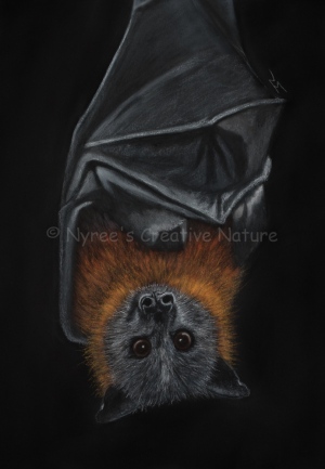 “Siegfried” the Grey-Headed Flying Fox. Pastel on A4 Paper; Framed, 43x53cm (NFS). Cards and Limited Edition Giclee Prints available in my Etsy Store.